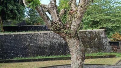 Klarifikasi Soal Isu Penebangan Pohon di Taman Narmada: Pengelola Tegaskan Hanya Pemangkasan untuk Pelestarian dan Estetika