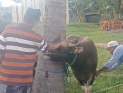 Viral lokal: seekor sapi menangis di masjid saat Idul Adha 2025. Cerita lengkapnya bikin hati bergetar